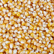 Popping Corn CQV 1 kg